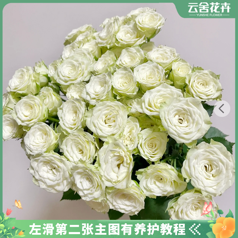 【云舍花卉】【花苞多】60-70cm繁星泡泡多头玫瑰任意两单或以上发货