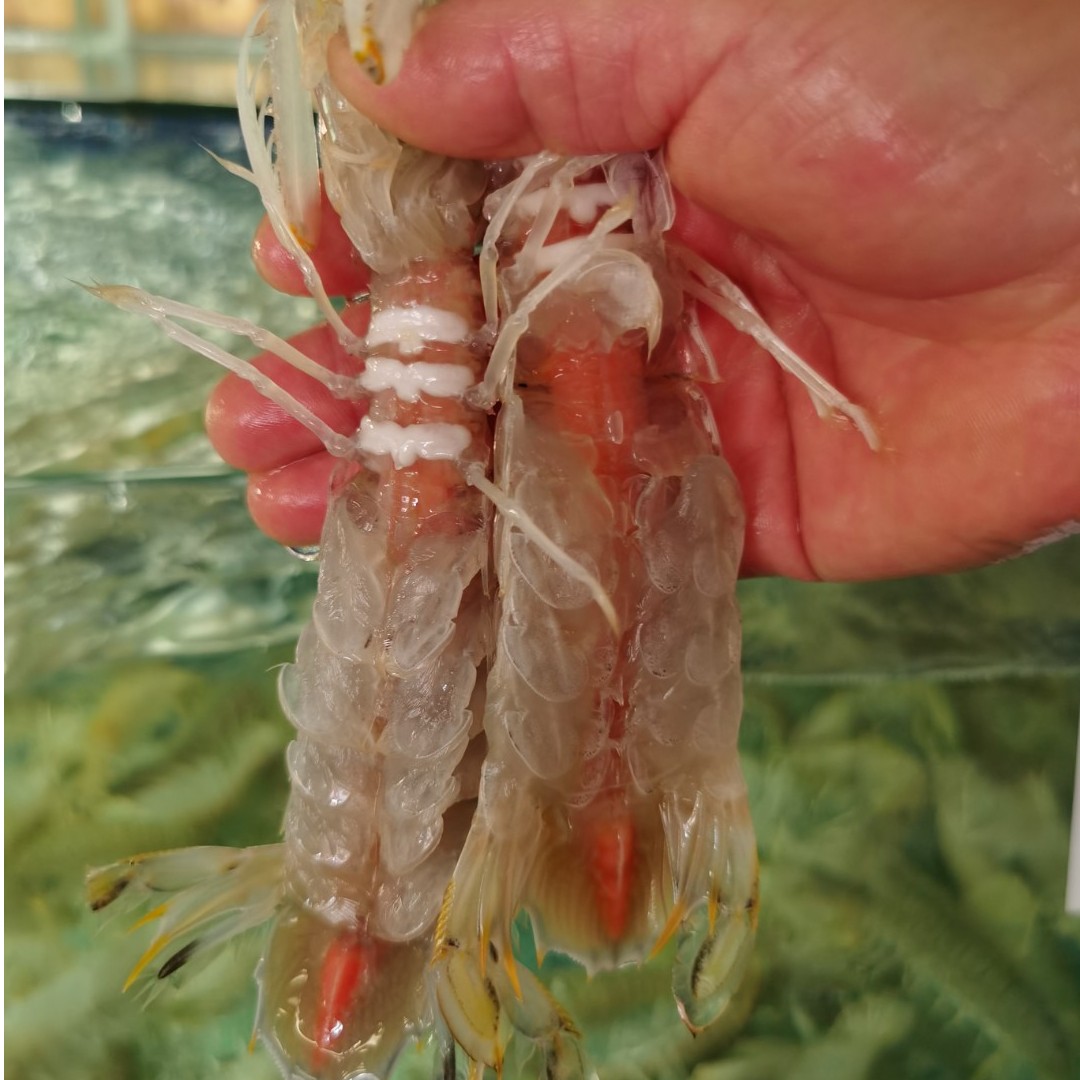 北海鲜活生猛带膏皮皮虾1斤