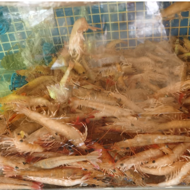 （海虾）鲜活野生麻虾500g