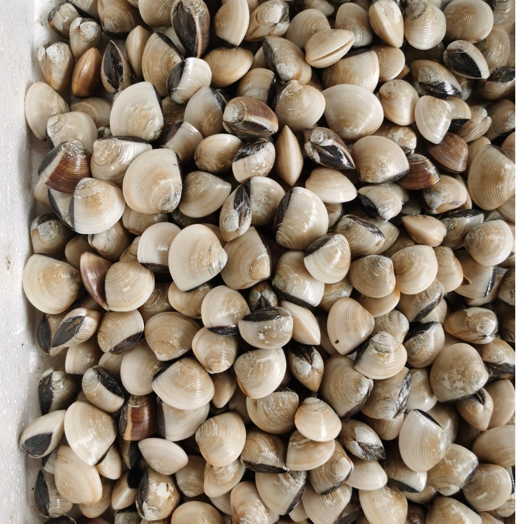 （螺类）白车螺500g