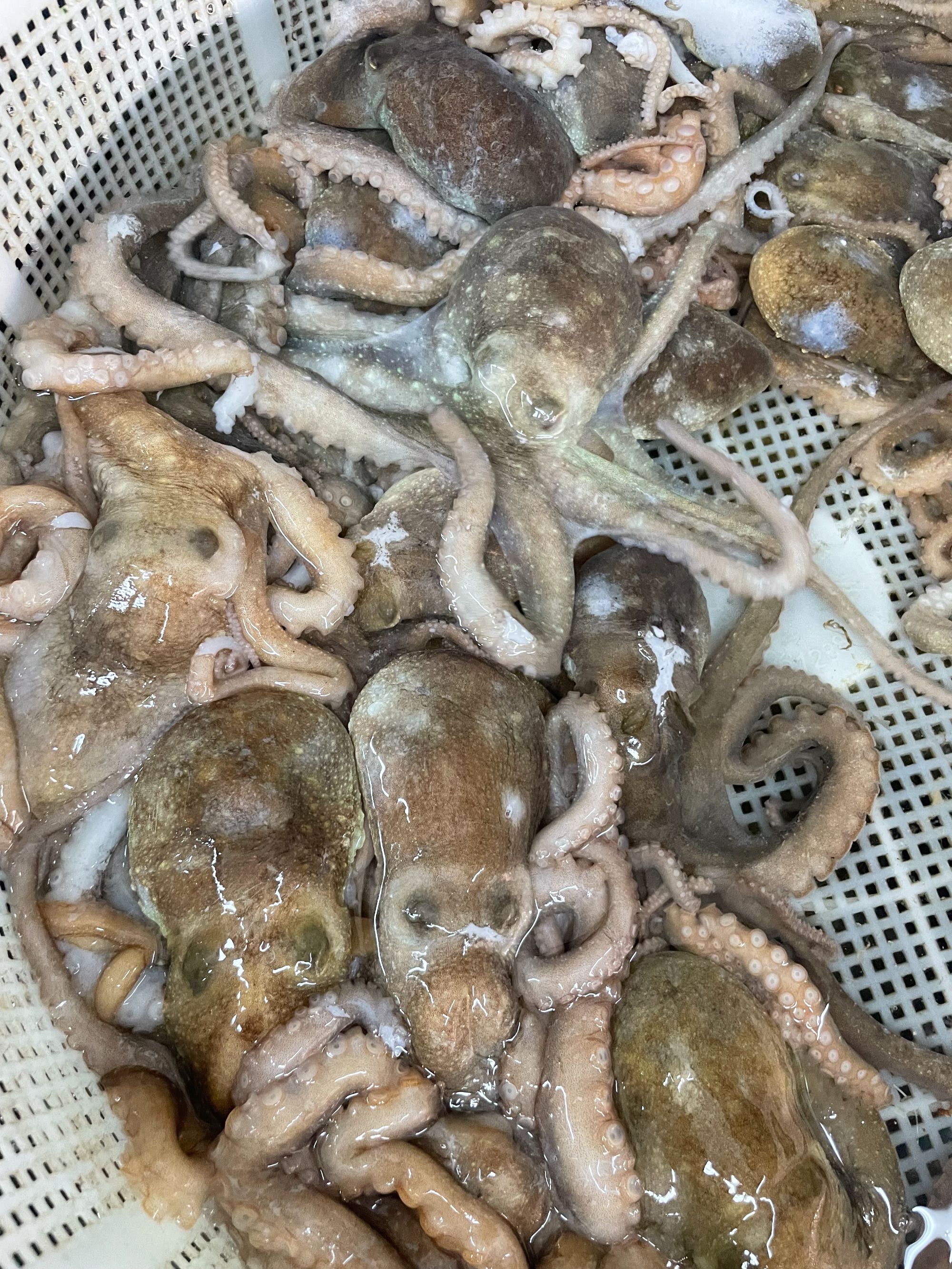 鲜活八爪鱼论重量称斤500g（称斤）