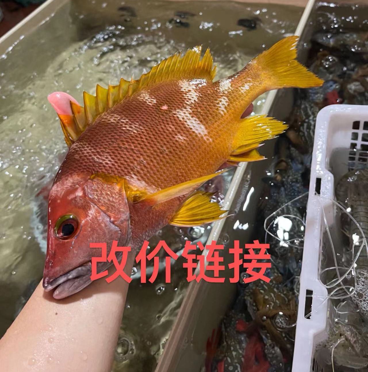 改价链接收费重量大小数量以主播介绍为准5斤起发不支持退换退款