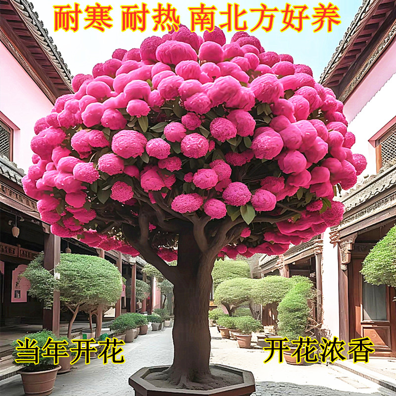流苏树苗室外庭院风景树四月雪名贵花卉盆栽好养的花流苏树流苏花