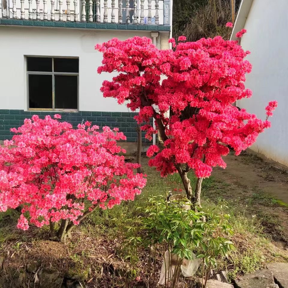 大别山先花后叶映山红