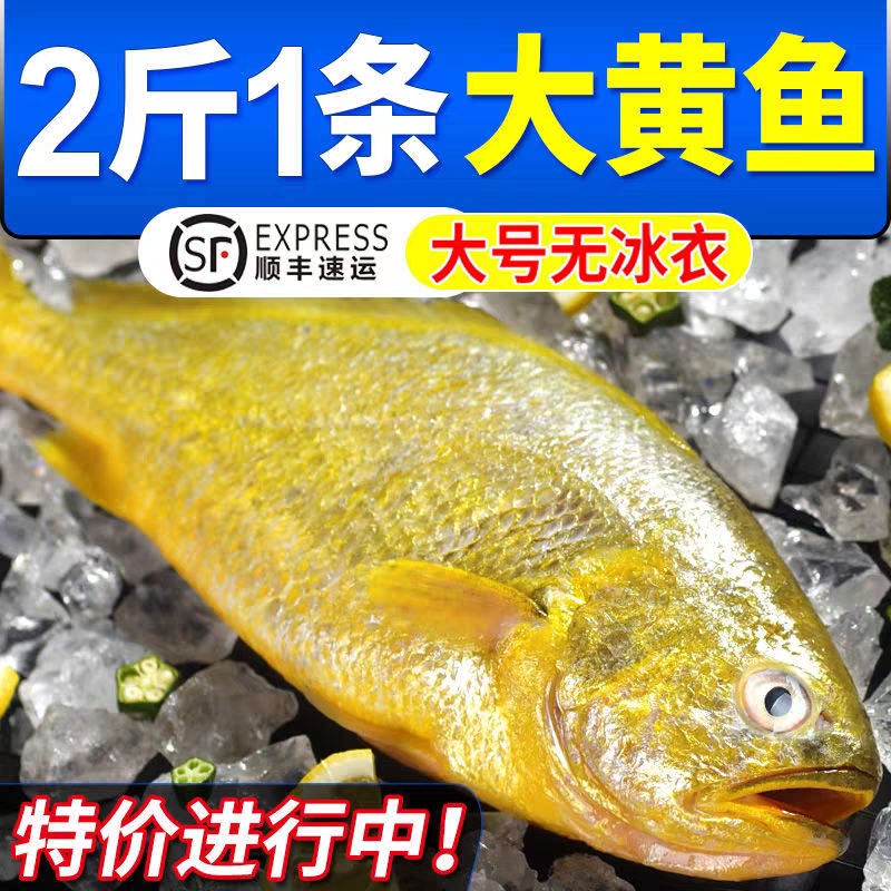1.8-2斤超大海黄花鱼2条 渔港直发 顺丰包邮