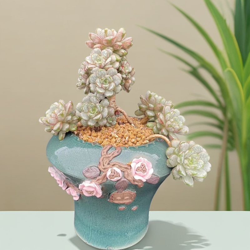 小吕园艺多肉植物红色美观庭院露台露养老桩多肉简单易养空气开花