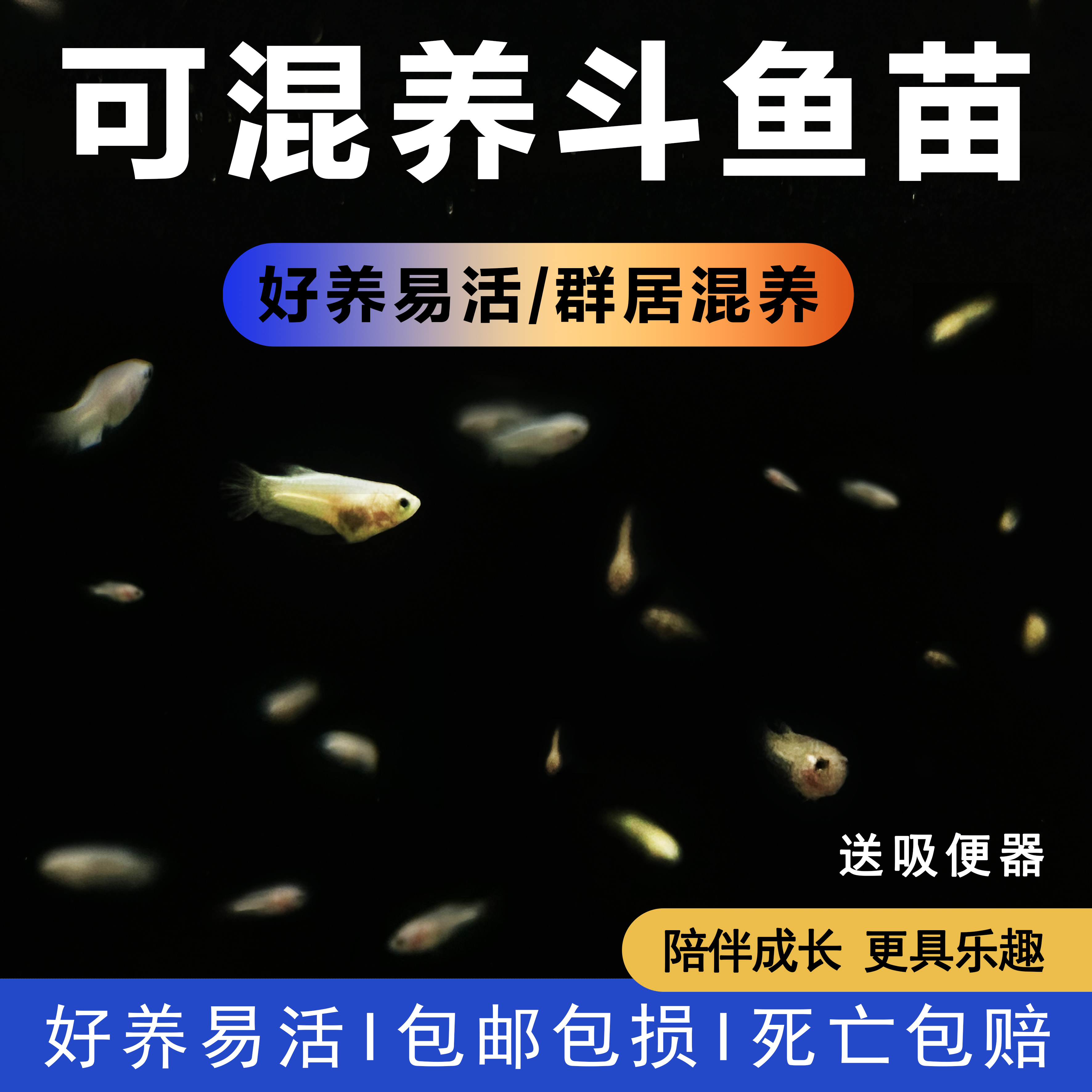 【斗鱼苗合集】泰国斗鱼小苗半月将军原斗热带观赏鱼活体宠物可混养