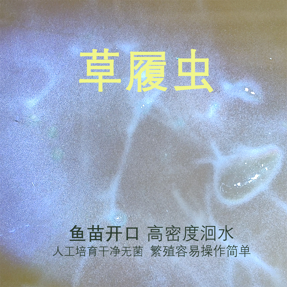 【鱼苗开口】提高存活率泰国斗鱼活体草履虫高密度洄水繁殖替代饲料