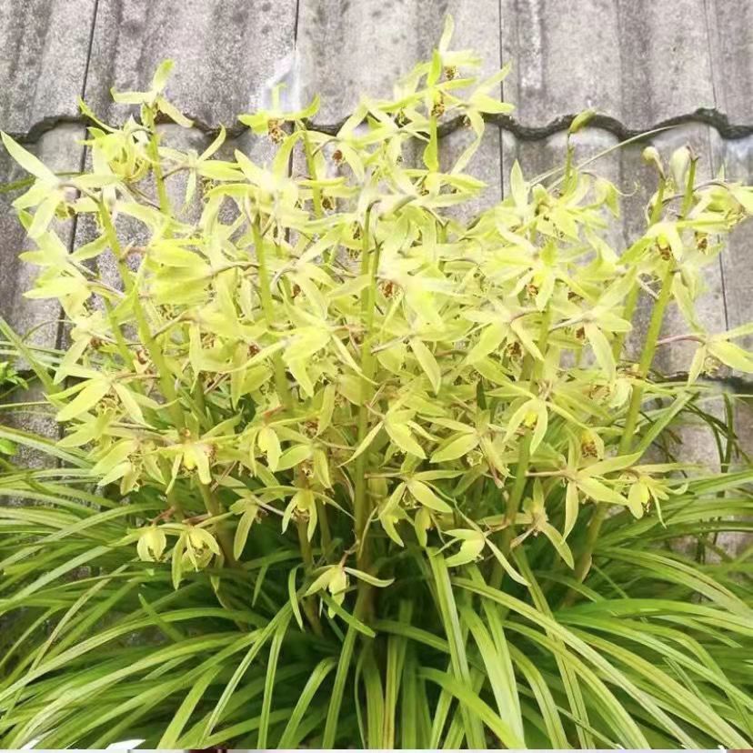 大盆景 爆盆蕙兰