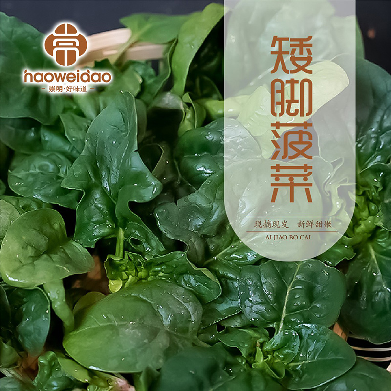 崇明好味道|趴地波菜3斤装农家自种现摘现发清甜可口新鲜香甜菠菜