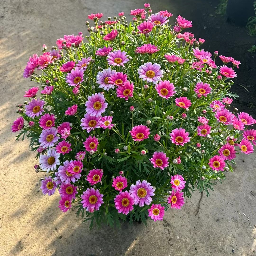 超大冠幅【可爱粉】玛格丽特加仑盆多季花卉开花不断园林花清新小菊