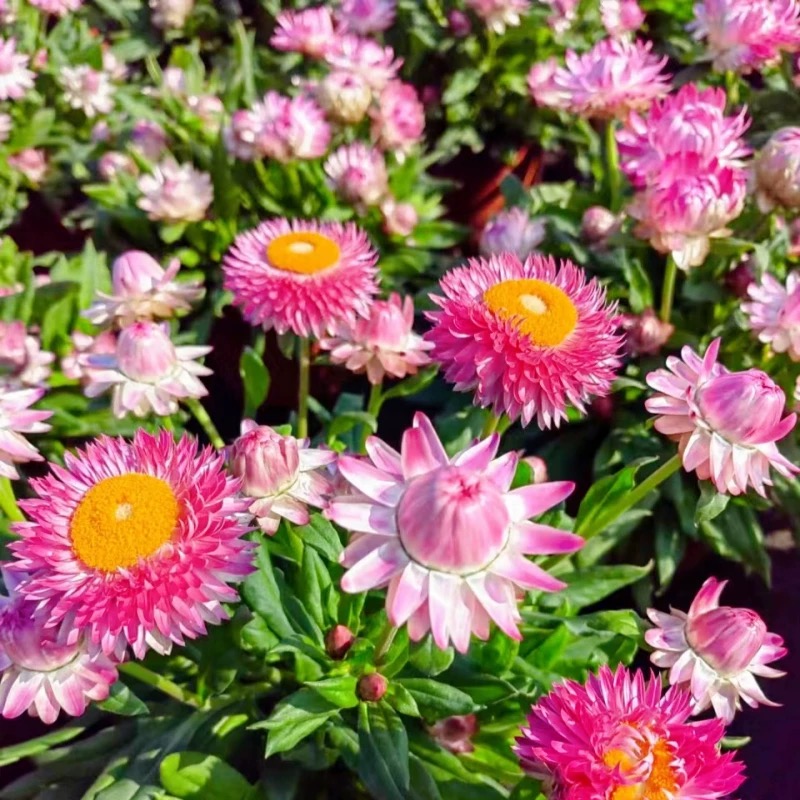 蜡菊麦秆菊盆栽多年生花期长四季常青带花发货可做鲜切花阳台庭院