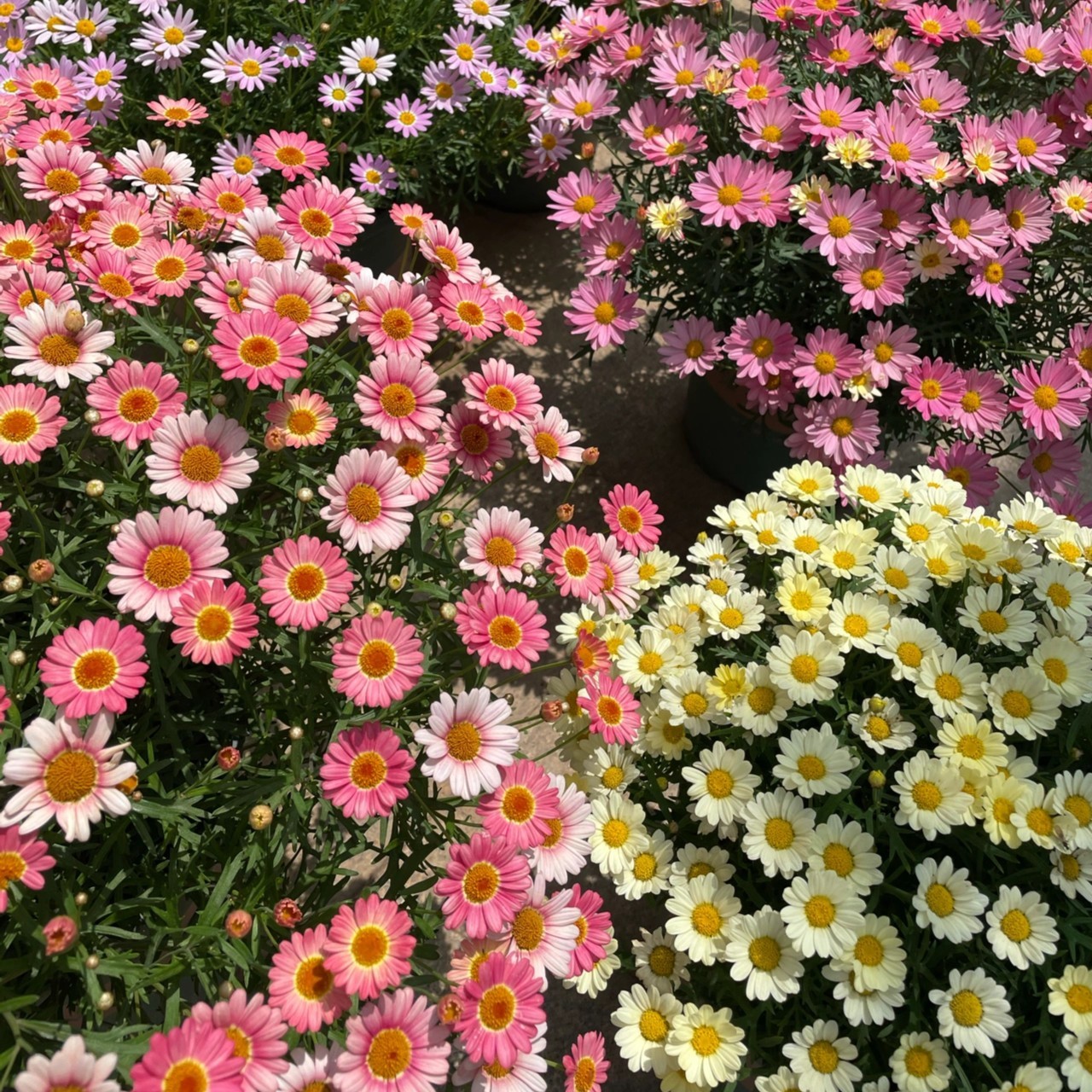 玛格丽特新品种【复古粉紫色大眼睛】带花苞多季持续开花清新小菊