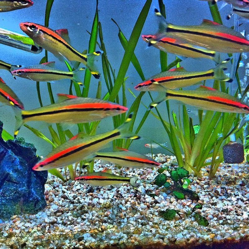 一眉道人红眉小型淡水热带鱼群游灯科鱼观赏鱼热带草缸活体印尼进