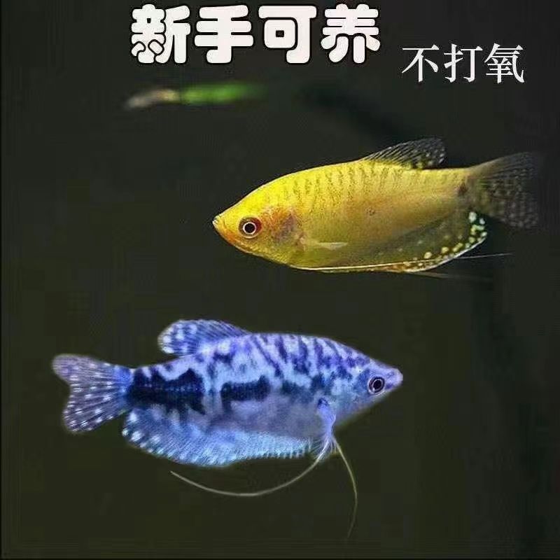 黄曼龙蓝曼龙曼龙鱼蓝龙小型孔雀鱼热带观赏鱼科目三淡水好养耐活