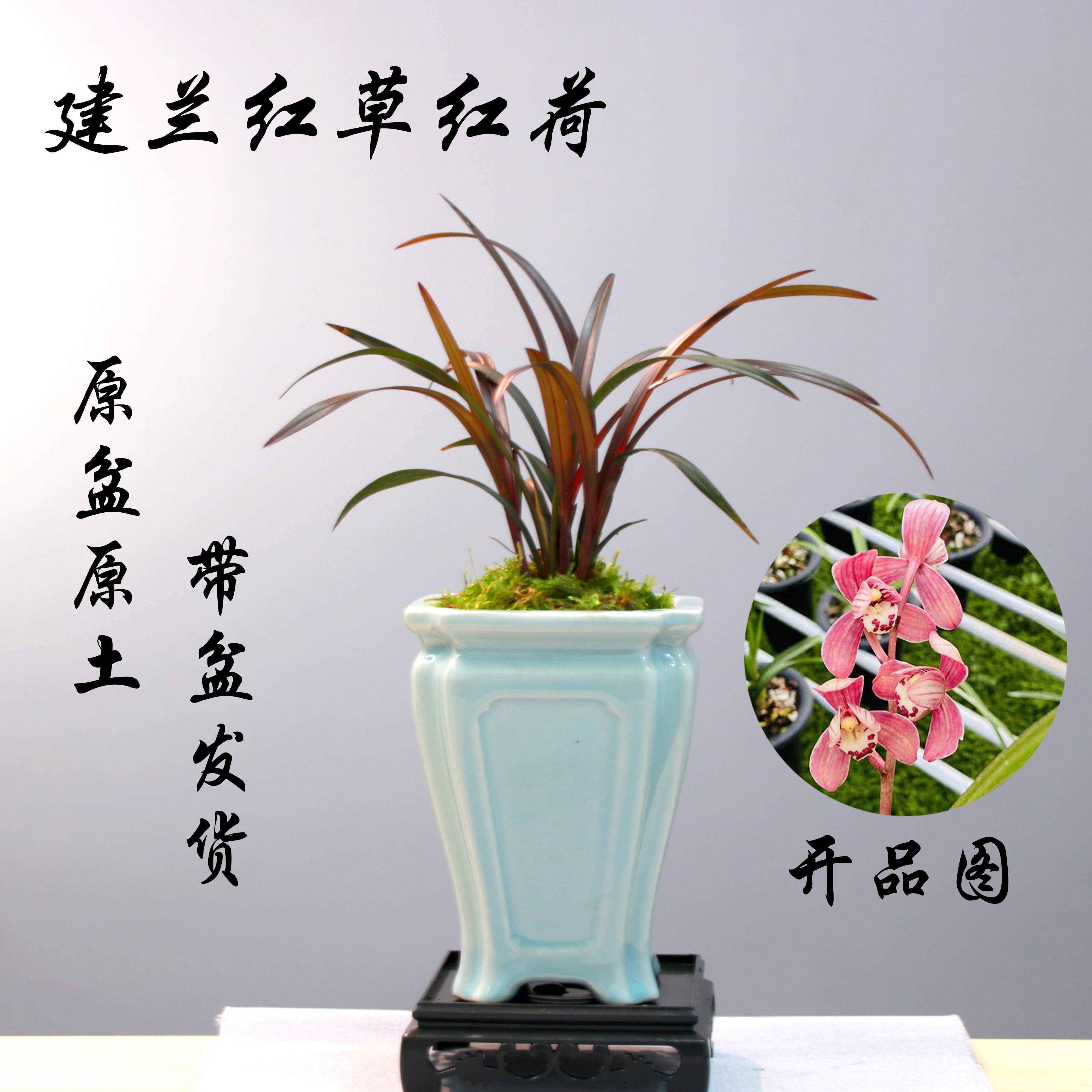 【建兰红草红荷】带瓷盆发货兰花苗办公室客厅绿植盆栽包邮