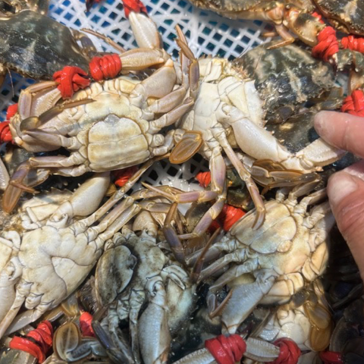 【大花盖蟹】【9分肥每只1/2两每斤5/8】不保腿甲全【保鲜不保活】