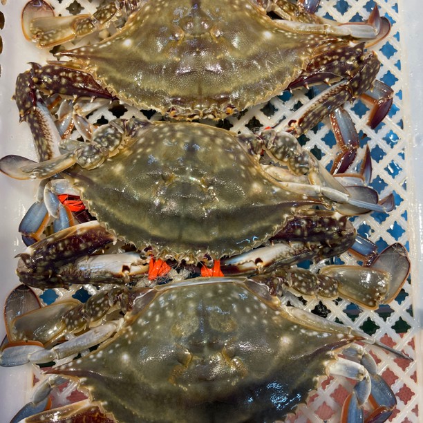 【大公蟹】有掉腿8-9分肥每只4两左右每斤2只左右【保鲜不保活】