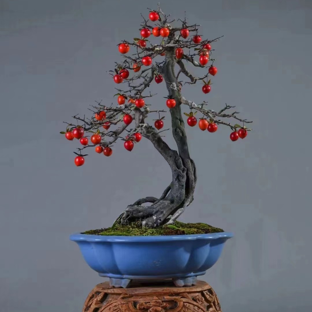 老鸦柿/水杨梅/盆景/盆栽