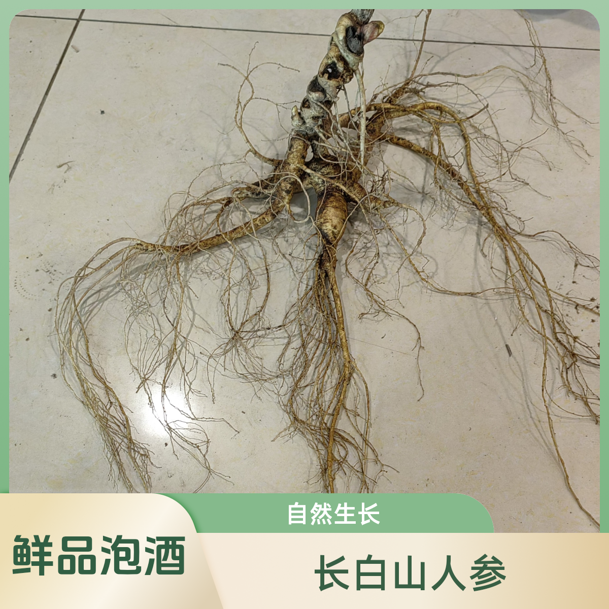 长白山自然生长林下参鲜人参泡酒泡水煲汤实物为准