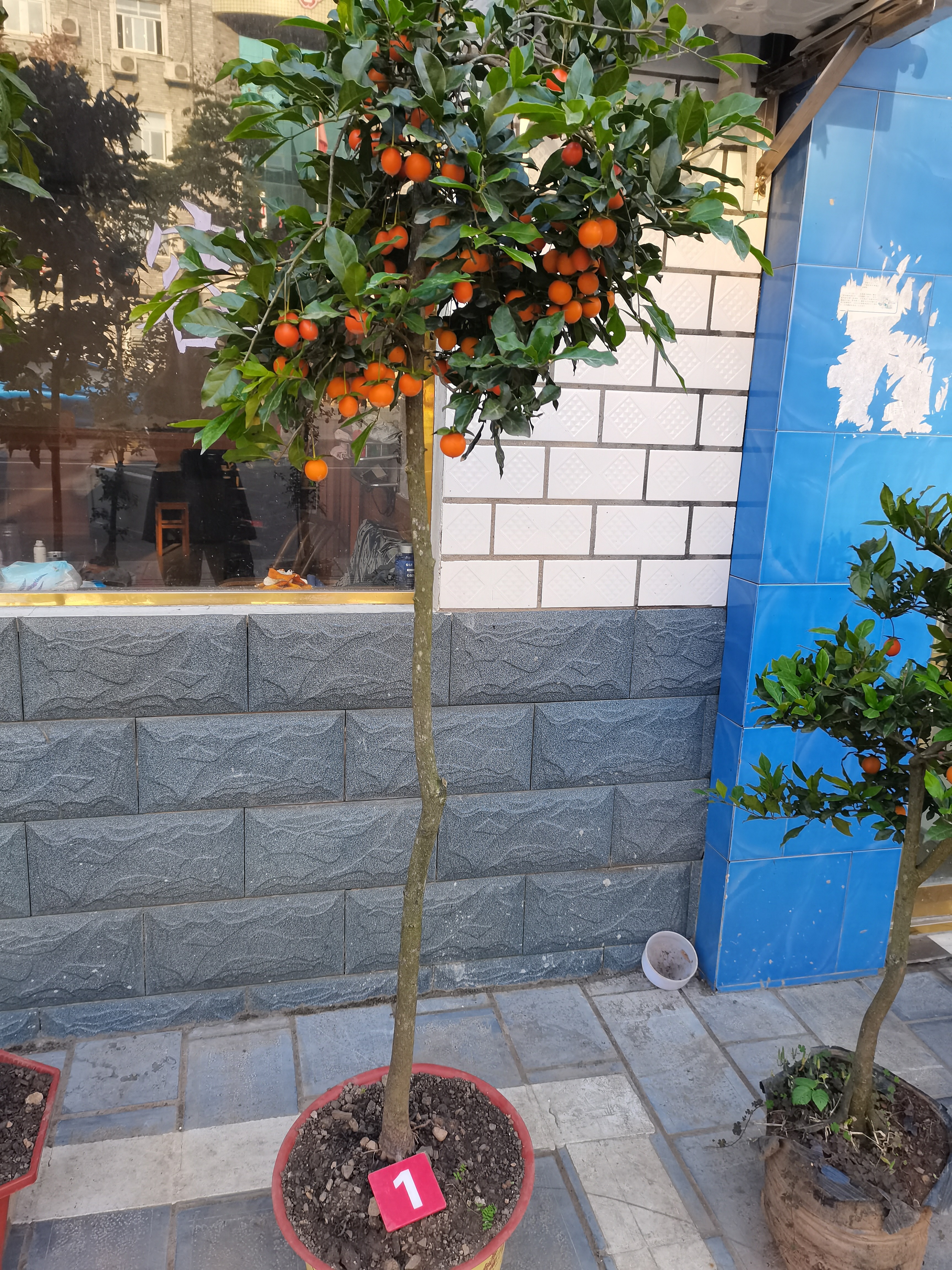 阳台庭院花园植物种植盆栽嫁接苗