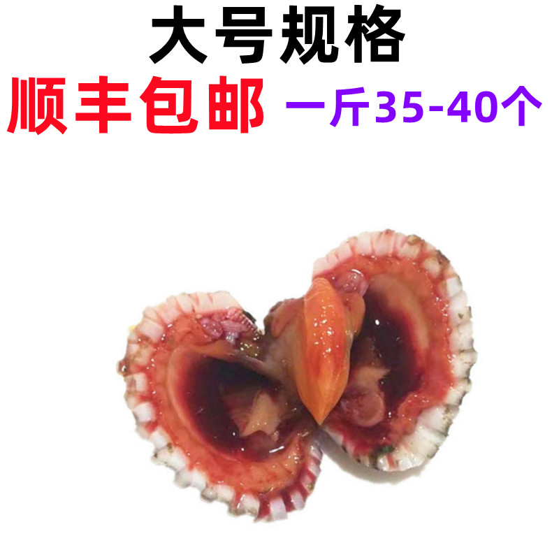大号规格血蛤  一斤35-40个 三门血蛤鲜活【非腌制品】