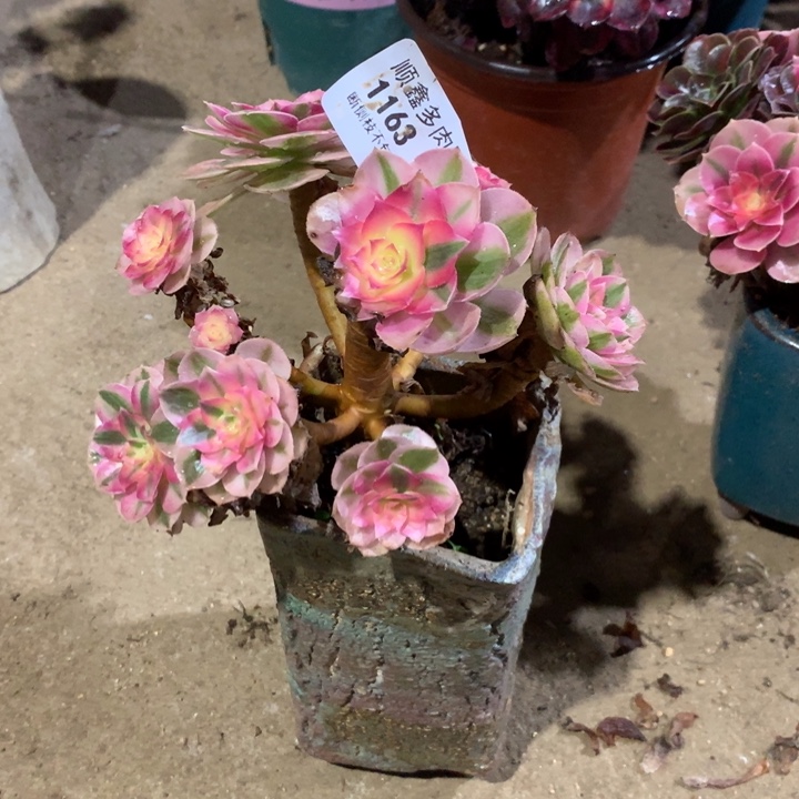 1163倾城多肉植物