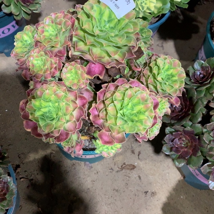 913韶华多肉植物