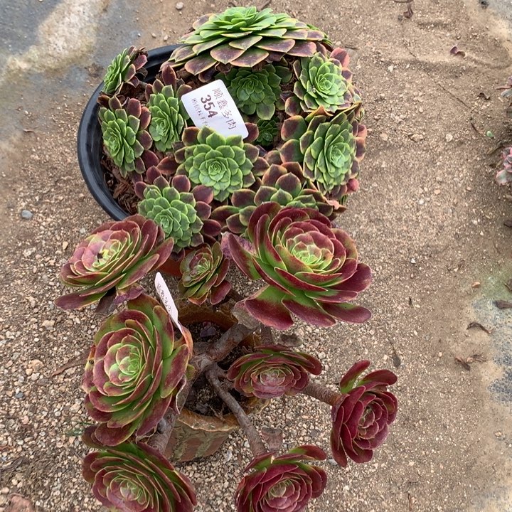 354多肉两棵包邮