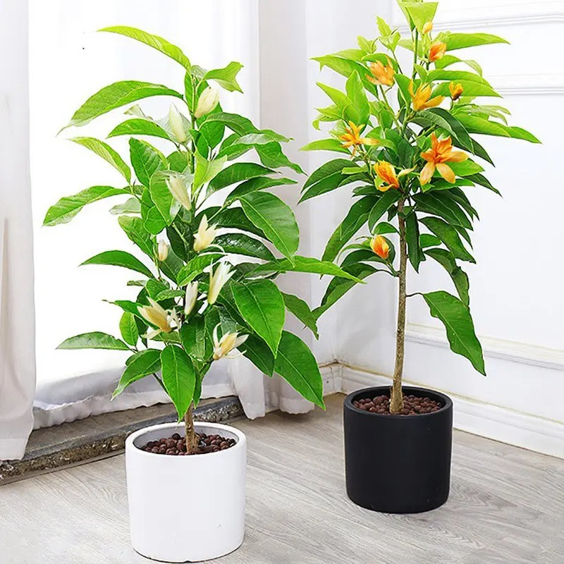 白兰花黄兰花浓香型盆栽阳台庭院四季开花绿植