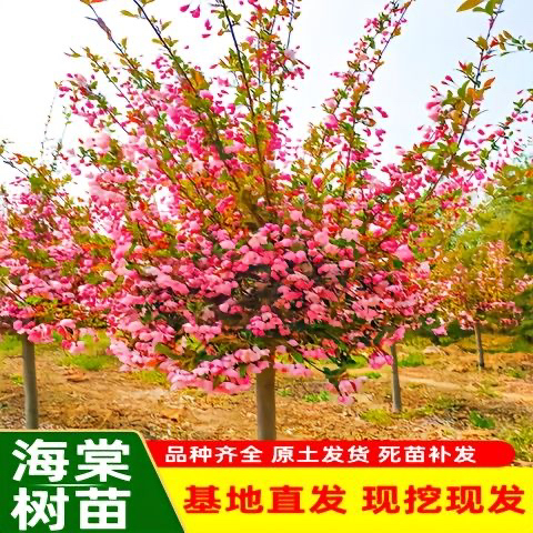 海棠花树苗庭院地载花卉盆栽北方耐寒植物四季开花高杆绿化好养活