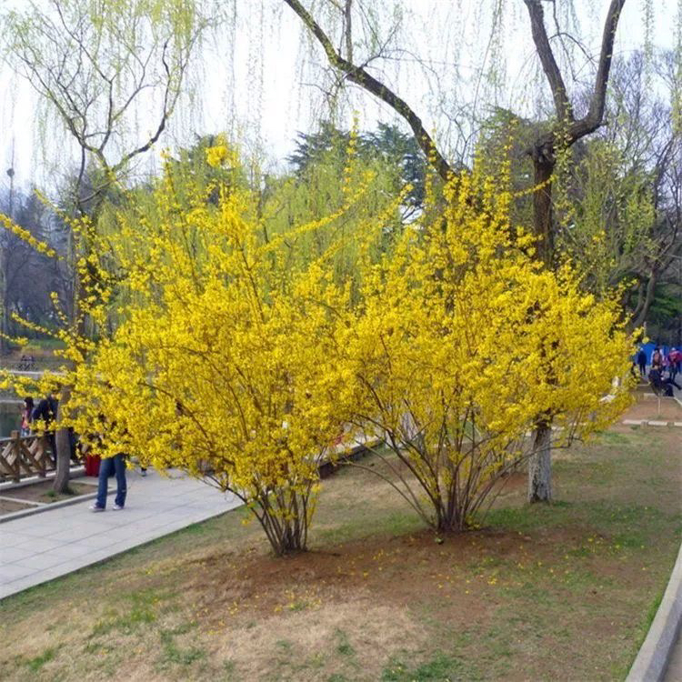 连翘庭院花园植物 耐寒耐热好养盆栽地栽