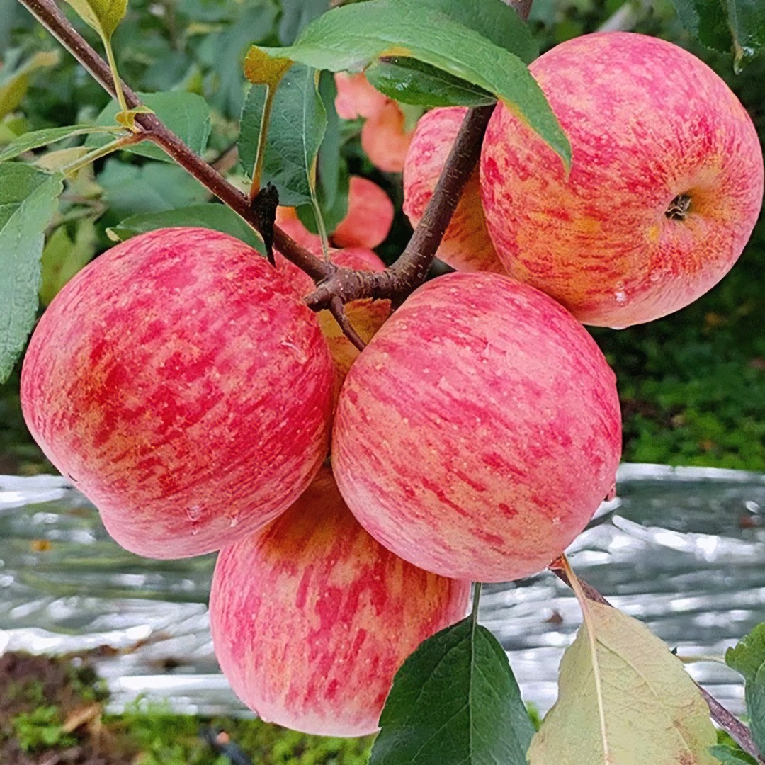 大苹果小苹果好吃