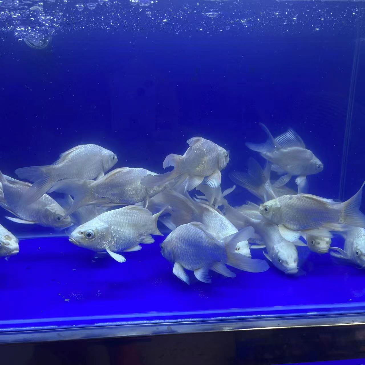 蝴蝶鲤鱼     主播直播改价用 