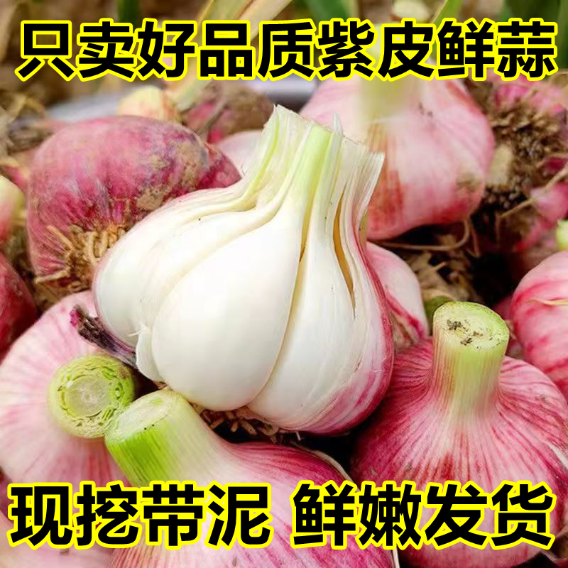 鲜蒜新蒜紫皮大蒜新鲜大蒜农家大蒜头饱满云南大蒜5斤1斤湿蒜嫩蒜