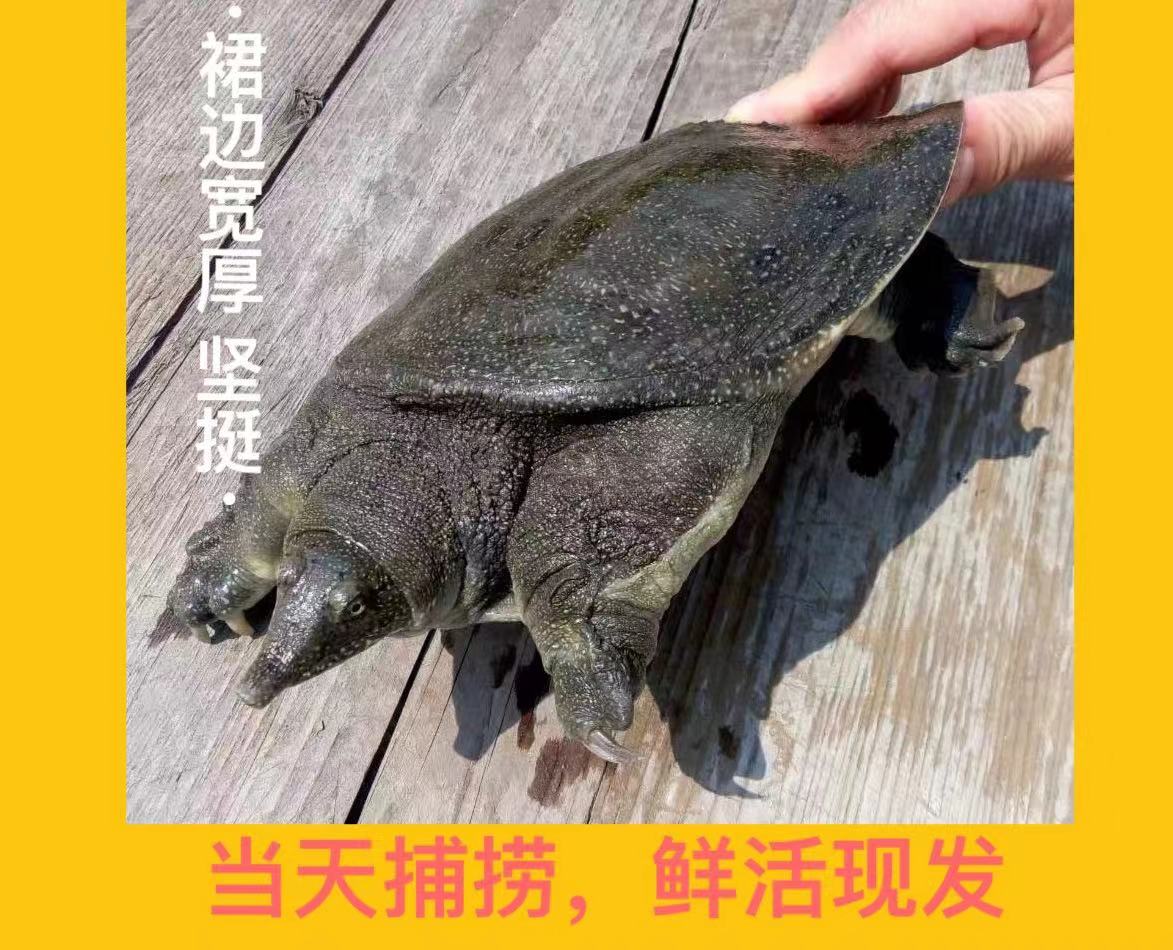 河姆渡楼大伯茭白田甲鱼生态鳖浮力2斤以上礼盒装鲜活生长肉质