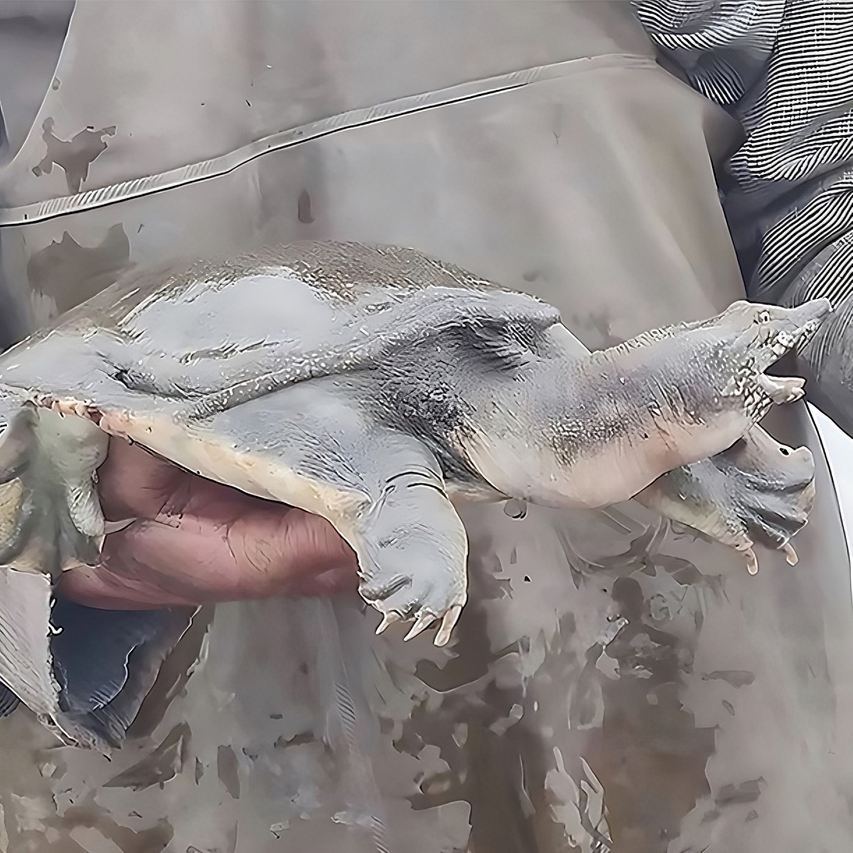 楼大伯甲鱼 直播间改价专用