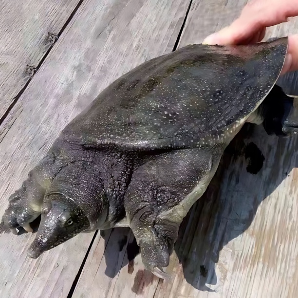 河姆渡楼大伯肉质茭白田鳖3斤装滋补送礼顺丰包邮生态甲鱼鲜活