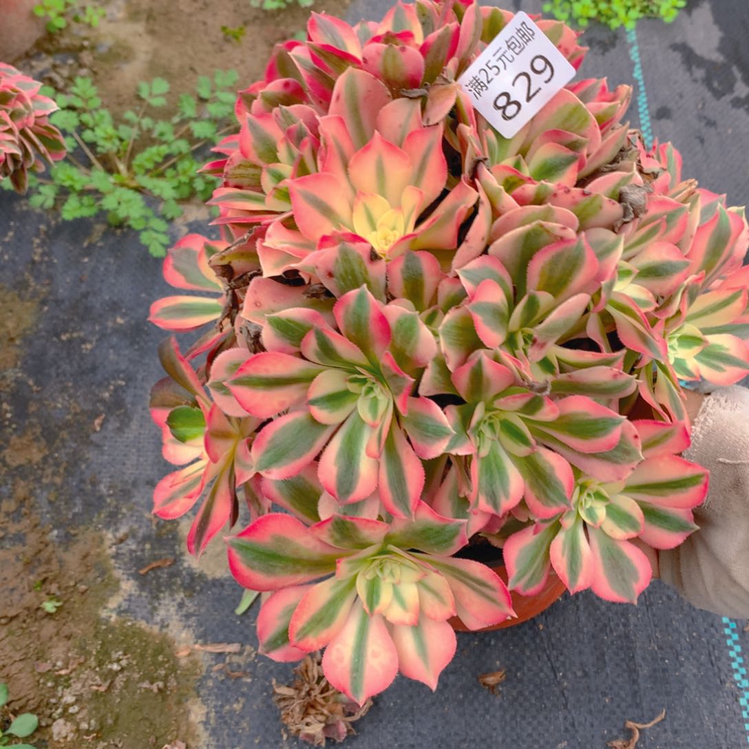 829粉女巫大捧花多肉