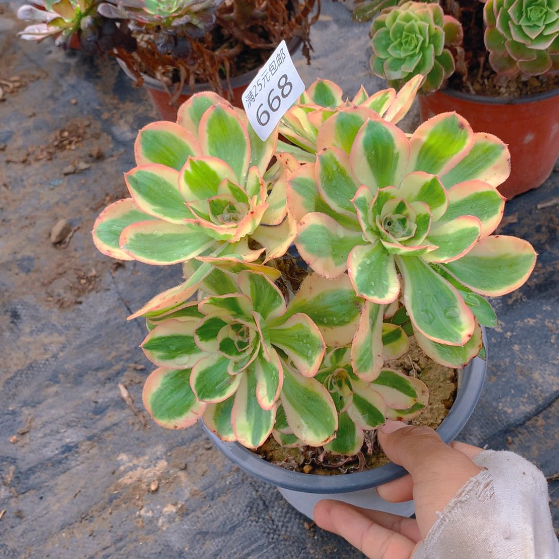 668燕姿绣球多肉植物