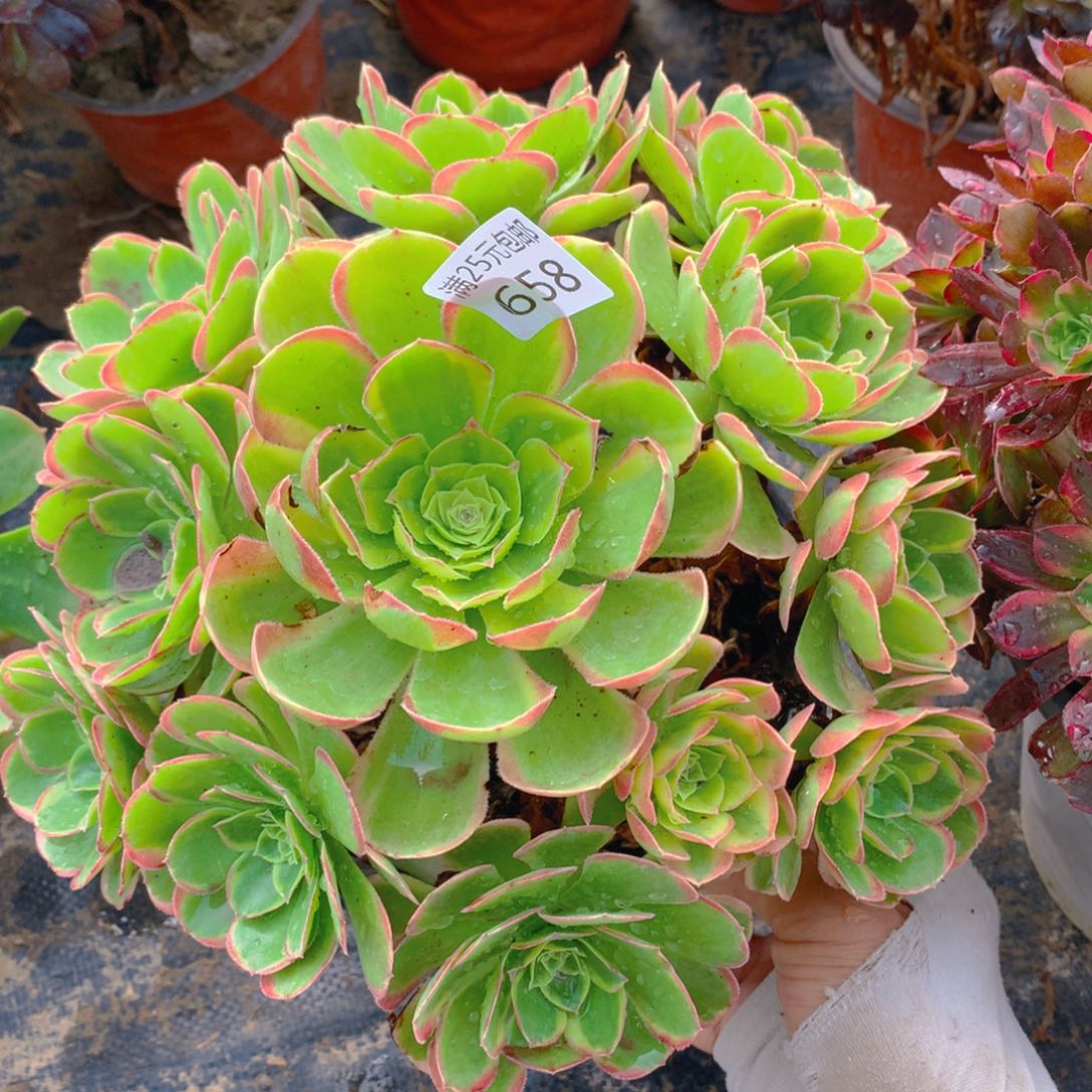 658奶白老桩多肉植物