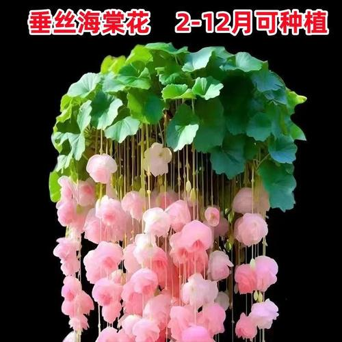开花垂丝海棠庭院室内外阳台盆栽多年生花卉大全种子清香四季简单