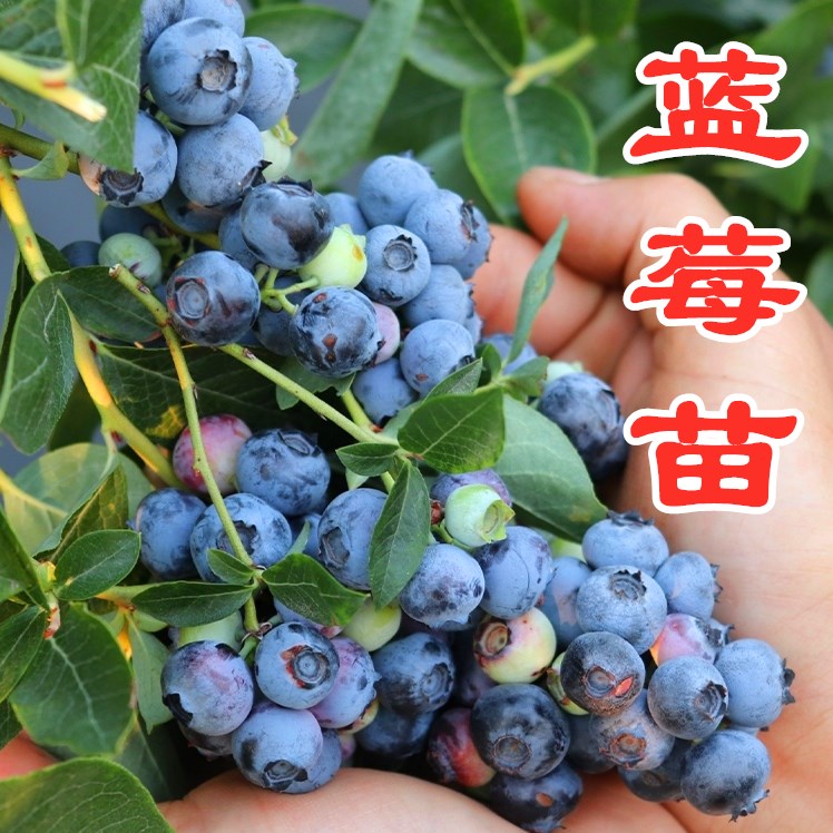 蓝莓树苗当年结果 阳台庭院室内外果苗 盆栽地栽大果蓝莓苗