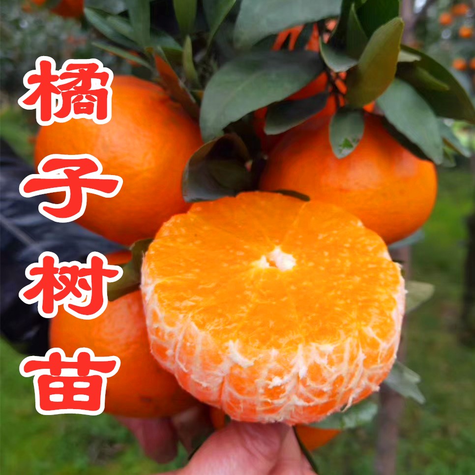 矮化砂糖橘子树苗 南北方种植当年结果 东方红桔子苗盆栽地栽果苗