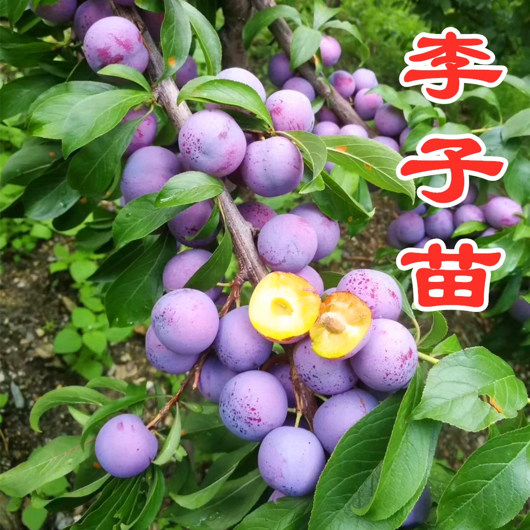 嫁接西梅李子树苗当年结果红心李子苗南方北方种植庭院果树苗