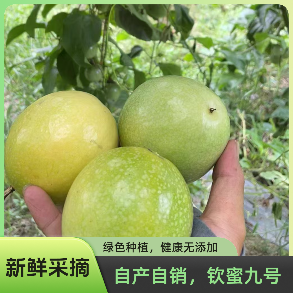 顺丰包邮，钦蜜九号黄金百香果《9甜1分酸》从成熟到采摘层层把控