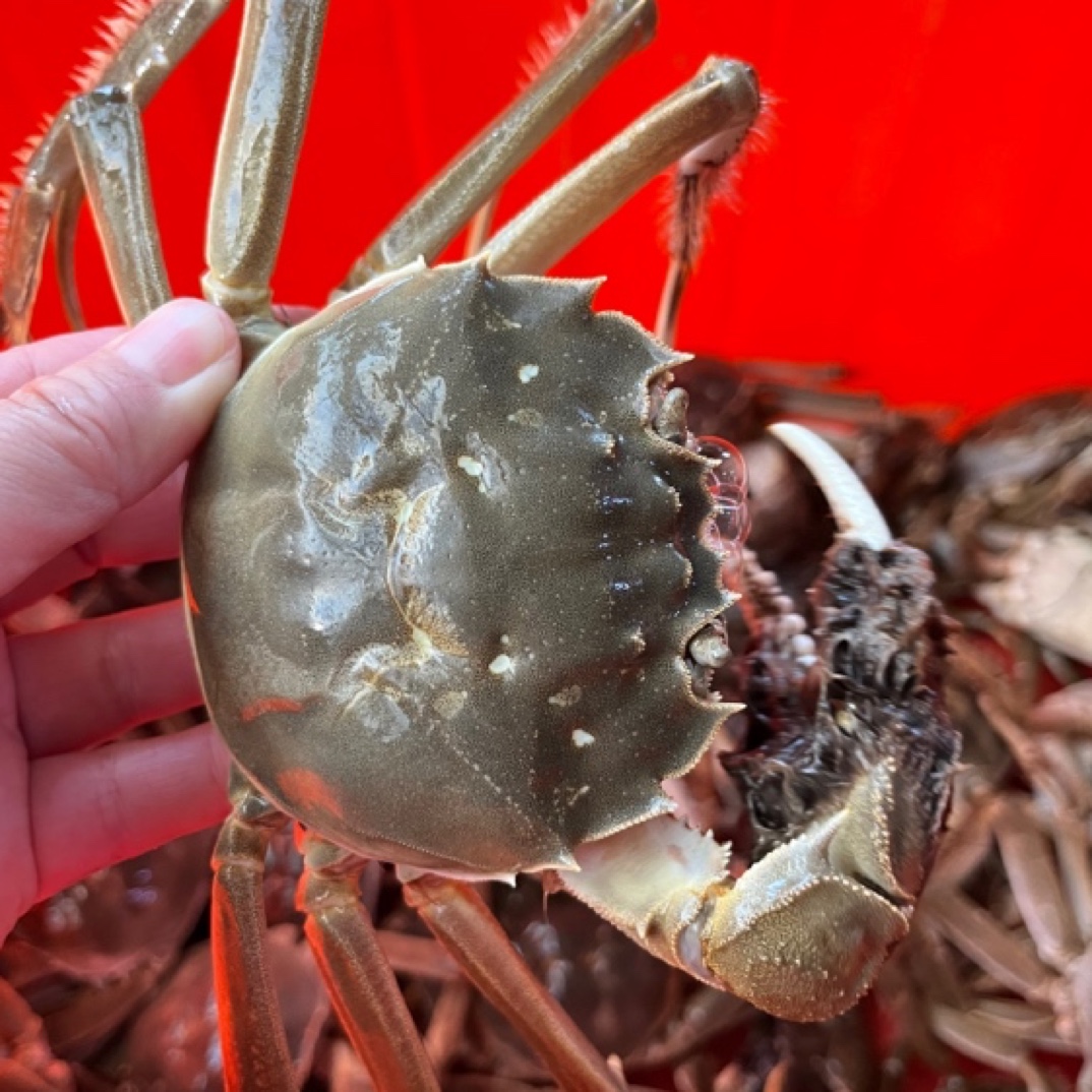 【活蟹】大闸蟹公蟹3两 母蟹2两 8-15只 3斤