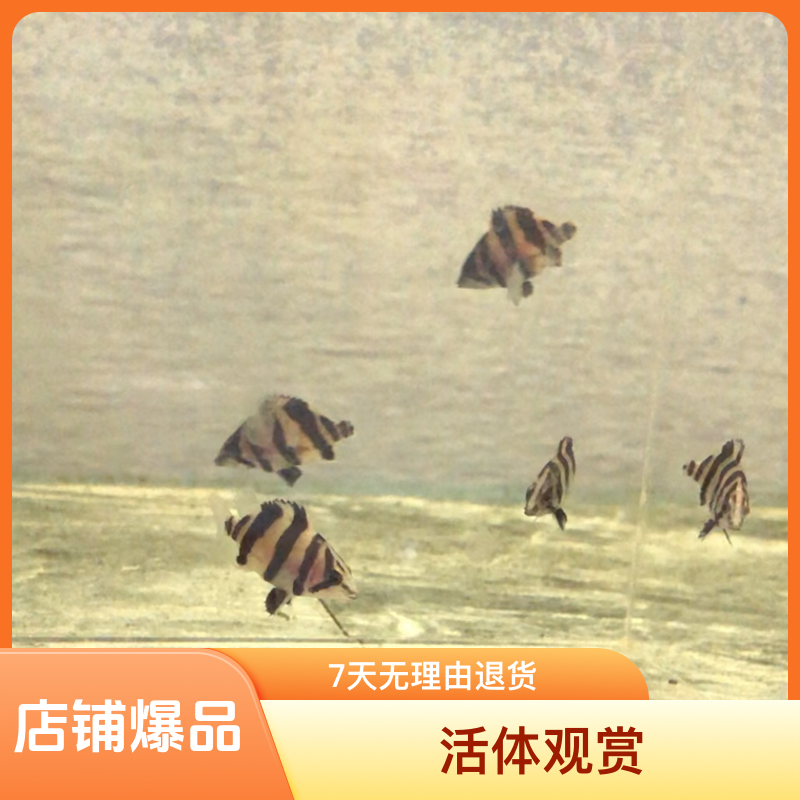 印尼三纹虎虎鱼三纹苗苏虎、泰国虎活体观赏鱼虎苗泰北虎.泰虎