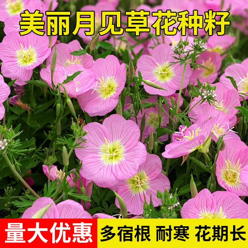 易商美丽月见草花种子四季播种开花易活阳台花卉庭院室外花种籽子