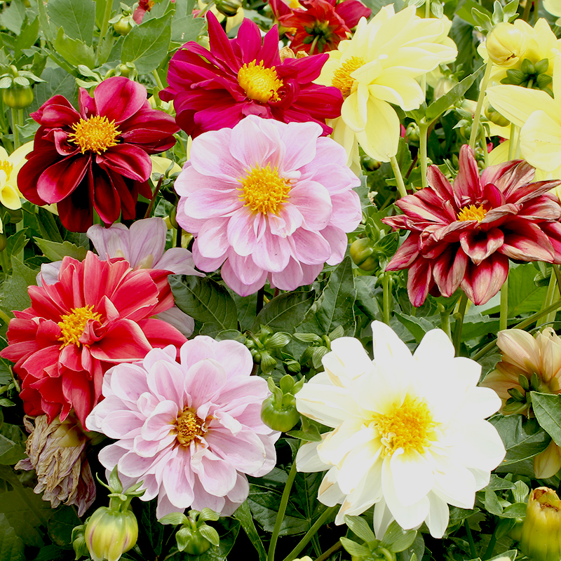 重瓣大丽花种籽多年生庭院阳台小花种子孑四季太阳花易活盆栽花卉